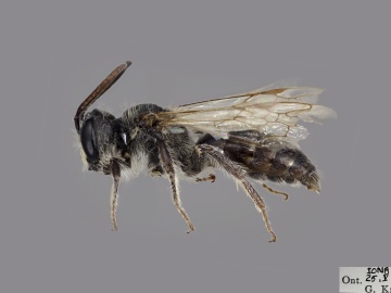 [Andrena cressonii male thumbnail]